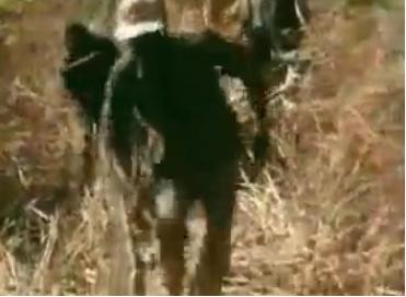 "Am simtit cum sunt digerat de viu". Ce inseamna lupta pentru viata in unele parti ale lumii. VIDEO