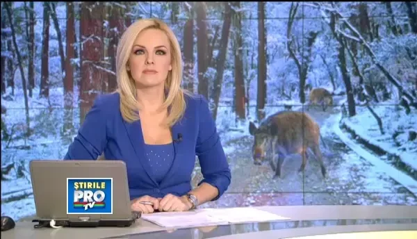 254 de mistreti au fost impuscati anul acesta la Balc. Carnea lor va ajunge la oamenii sarmani