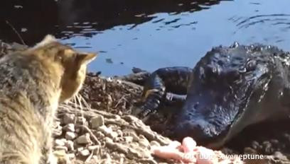 Cea mai blanda vietate, fata in fata cu monstrul. Dovada uluitoare de curaj, oferita de natura.VIDEO