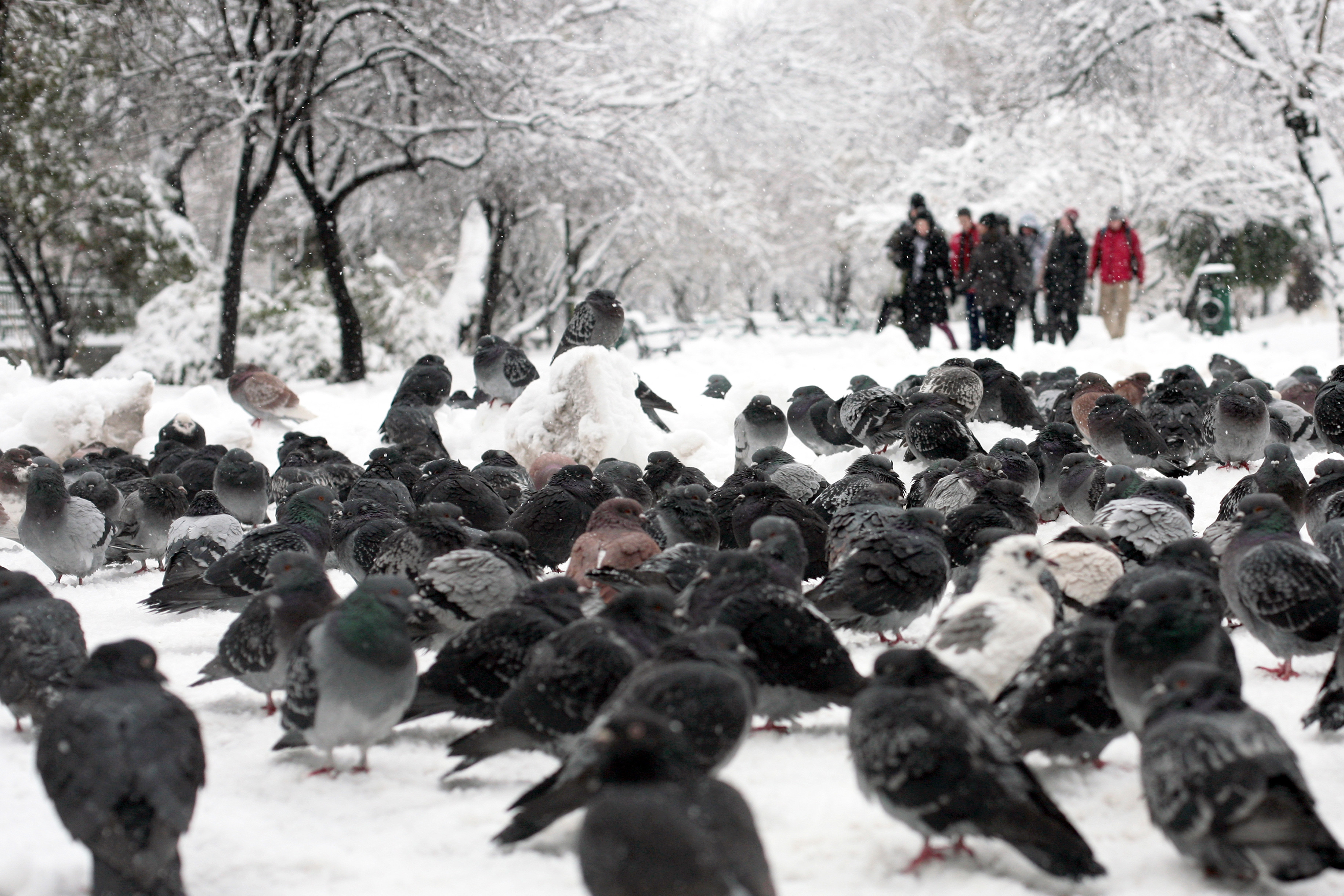 Trafic blocat, haos si masini distruse. Cum arata Capitala, dupa 22 de ore de ninsoare neintrerupta