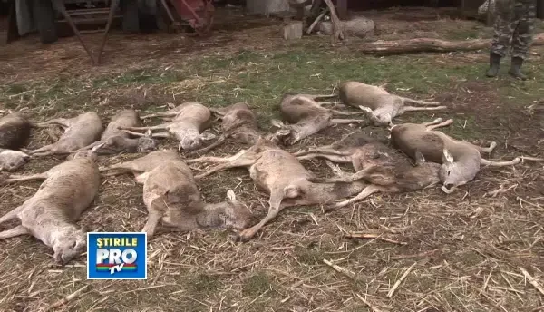 Cosmarul nu se mai termina! Caprioare gasite moarte pe terenurile altor localitati