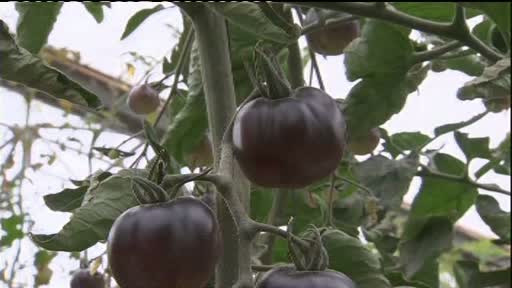 Ultimul moft in materie de trufandale: rosiile negre vor aparea in curand pe piata