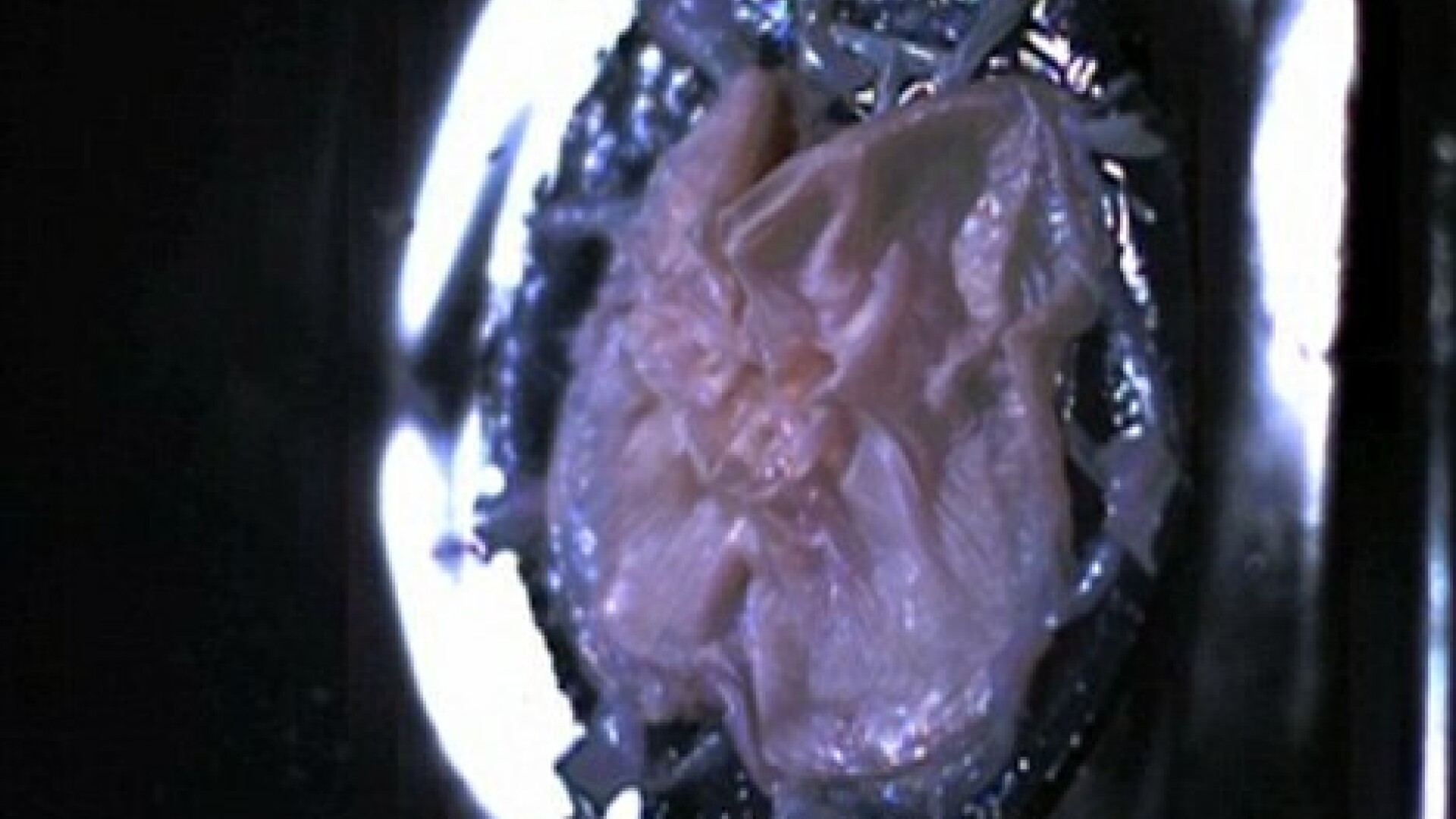 VIDEO. Nu o sa-ti vina sa crezi din ce este realizat cel mai bun material antiglont. Un proiect SF