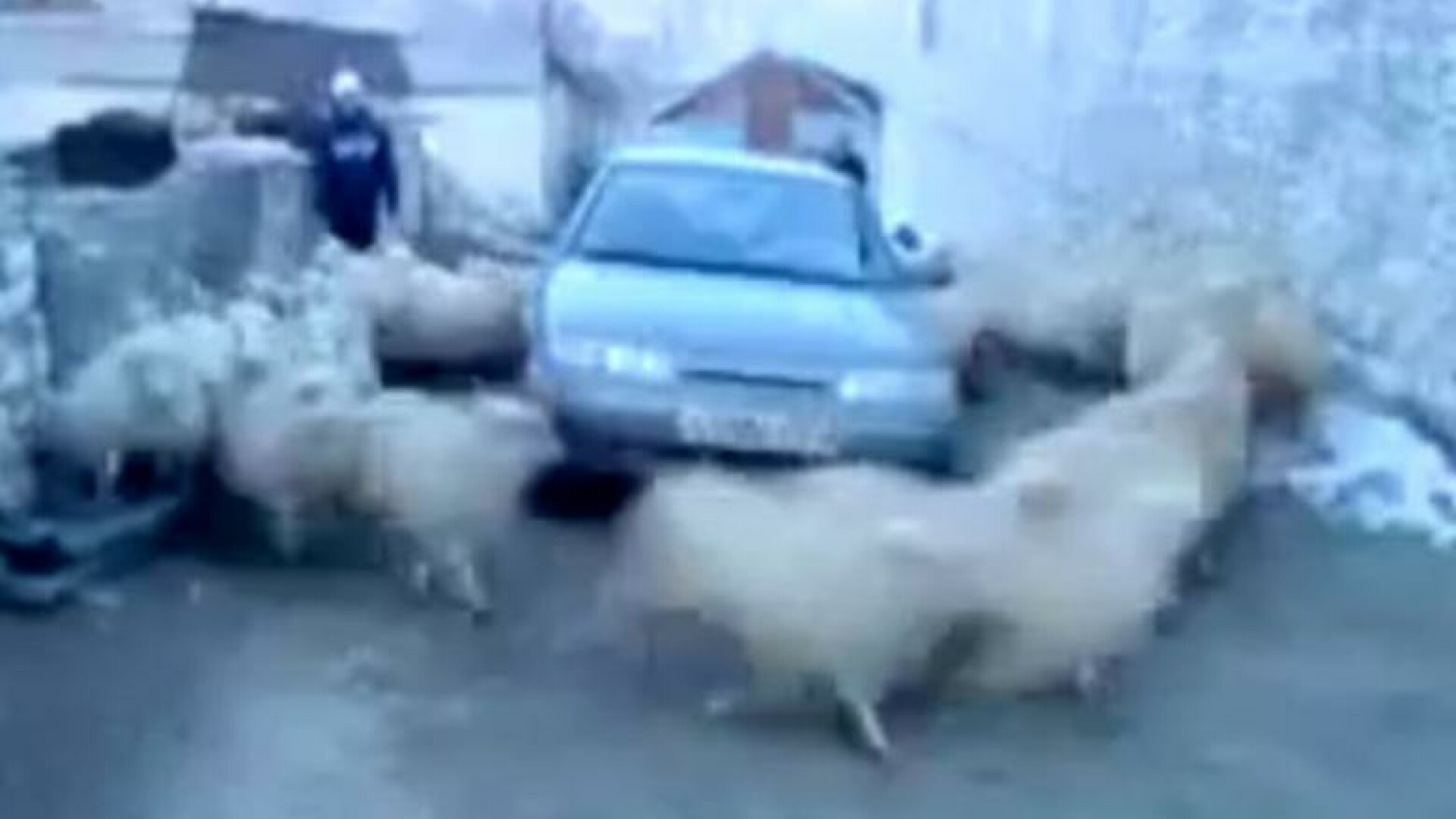 VIDEO viral. Un fenomen pe care nici bunicii nu l-au vazut. Sa fie de la schimbarile climatice?