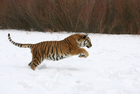 -20 de grade, temperatura de vacanta pentru tigrii siberieni de la Zoo. Cum s-au adaptat cangurii