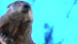 Harciogul meteorolog a dat verdictul. Iarna aceasta va fi lunga si grea