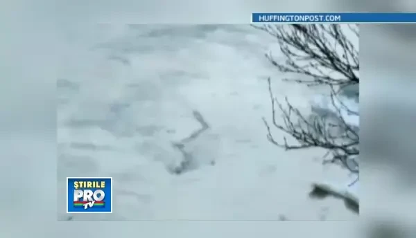 VIDEO. Creatura despre care vorbeste tot internetul. Explicatia specialistilor