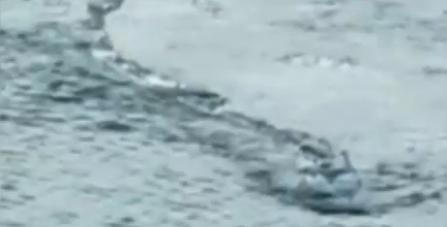 VIDEO. Creatura ciudata despre care vorbeste tot internetul. Explicatia specialistilor