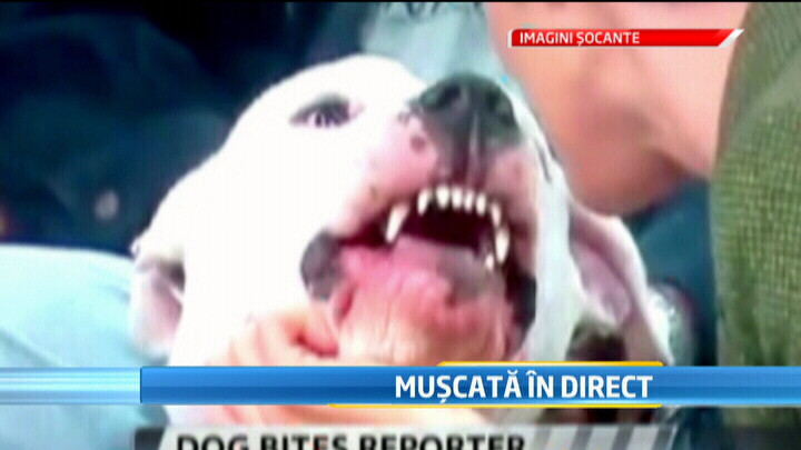 Imagini SOCANTE. Prezentatoare TV, atacata de cainele "invitat" intr-o emisiune LIVE