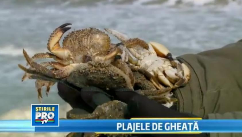"De 40 de ani nu a mai fost asa ceva". Crabii si scoicile ingheata instantaneu la malul marii