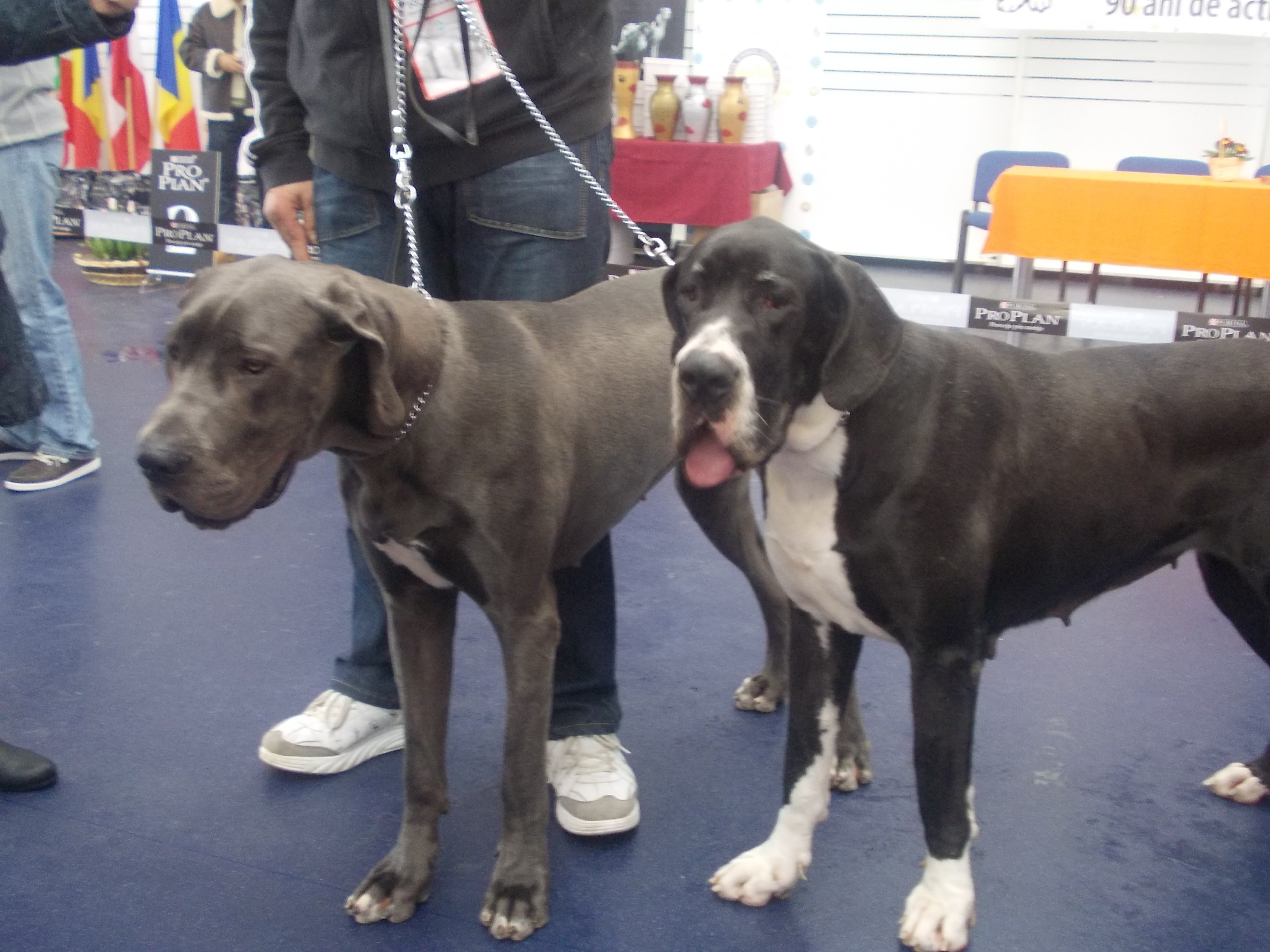 500 de caini din 95 de rase au defilat la Timisoara.Vezi GALERIE FOTO cu cele mai premiate patrupede