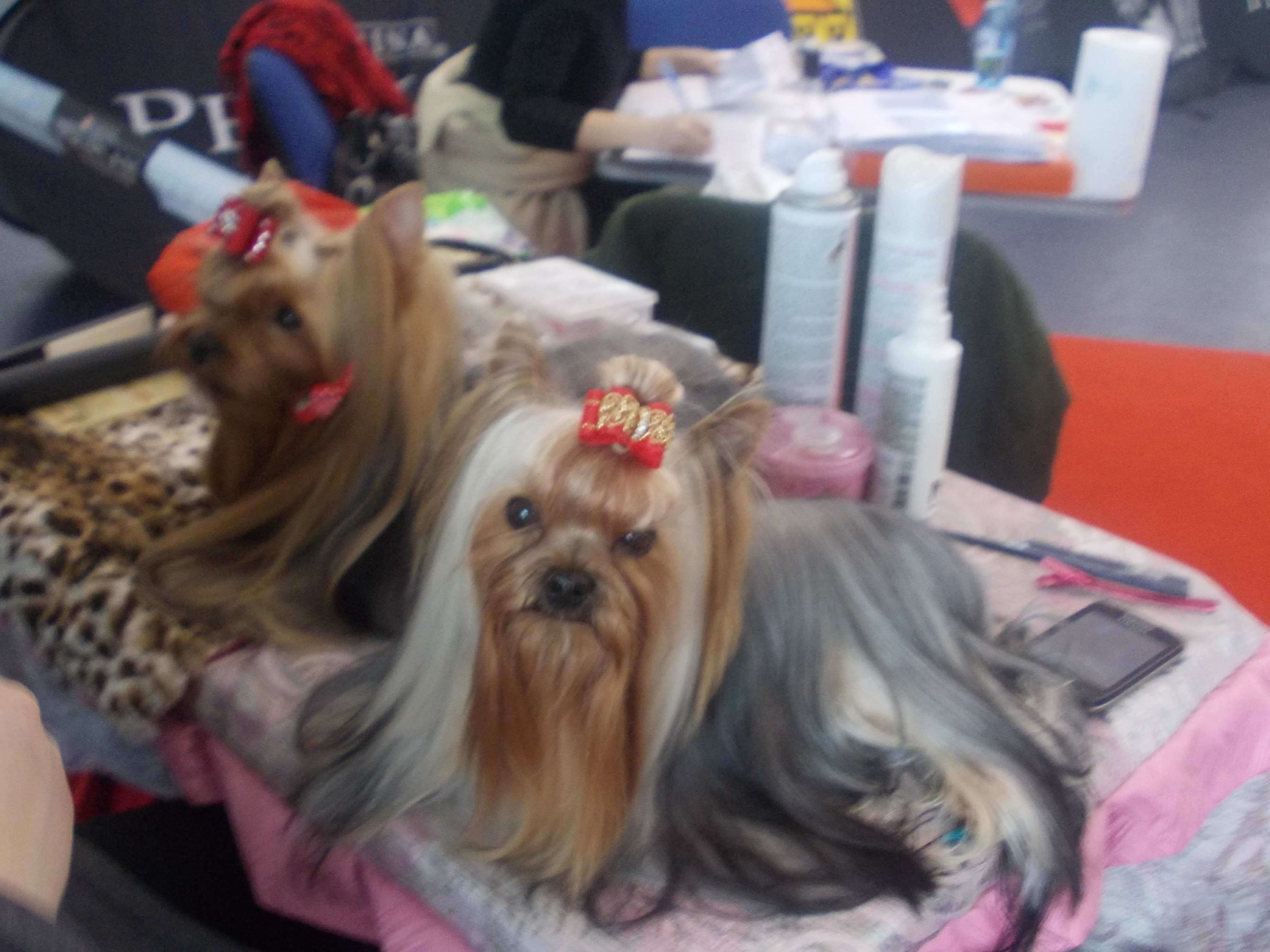 200 de rase de caini se intrec la un concurs canin organizat in Targu Mures