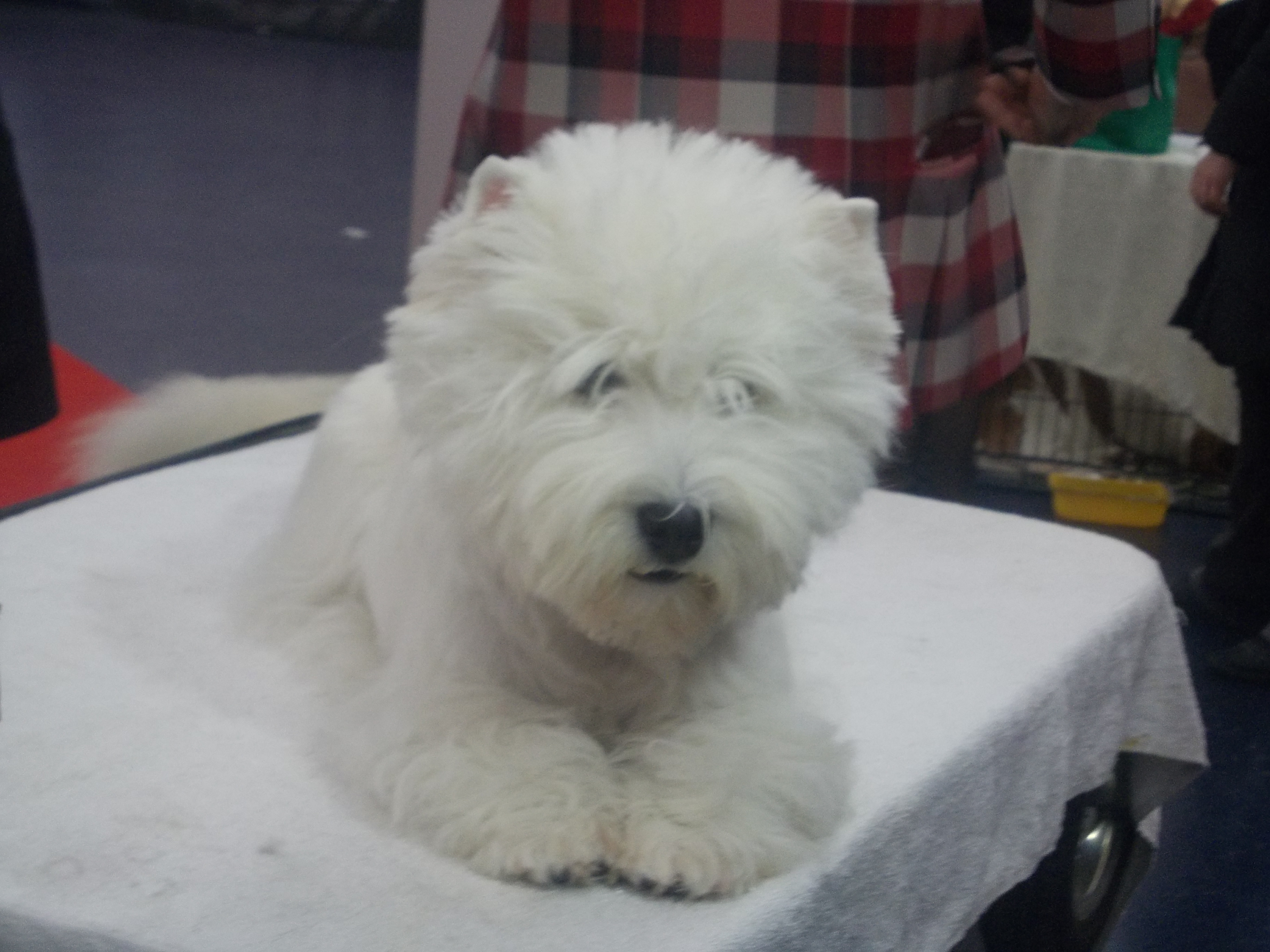 Afla cum se calculeaza CORECT varsta cainelui sau pisicii tale. Varianta "inmultesti cu 7" e gresita