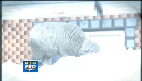 Emil Dramboceanu din Robeasca: Autoritatile incearca de mai bine de 12 sa sparga zidurile de zapada