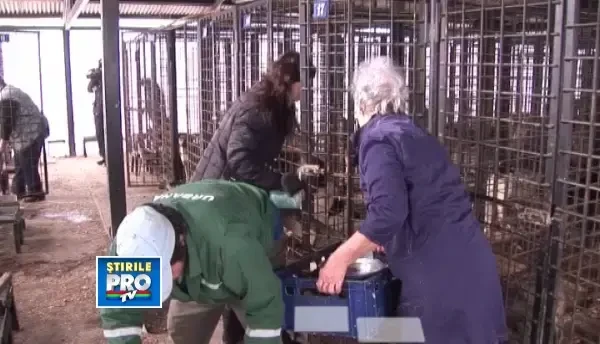 Facebookistii s-au unit pentru cainii dintr-un adapost din Bistrita