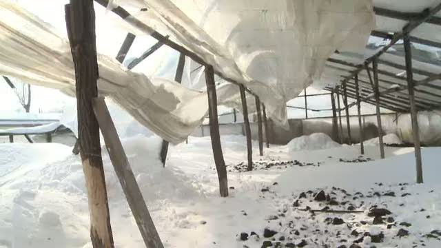 Cum a afectat vremea rea agricultura. Ce culturi au avut de suferit si care vor avea productie buna