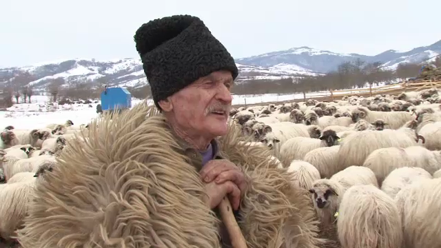 Un cioban fata in fata cu somajul la 95 de ani. Povestea bunicului care nu renunta la transhumanta