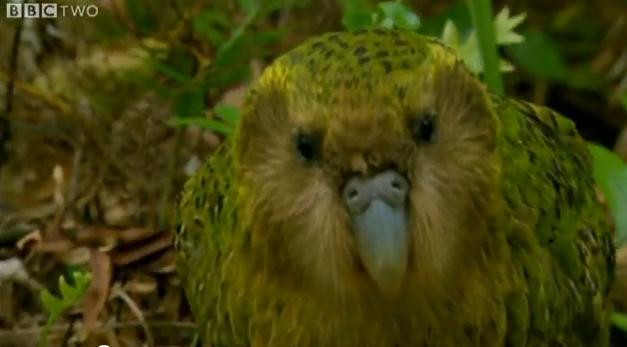 VIDEO. Specia care n-ar trebui sa existe. Comportamentul incredibil al acestei vietati