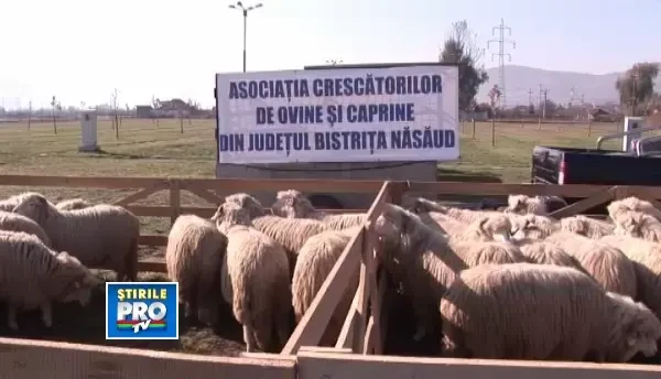 Oile, rentabile pentru fermierii ardeleni