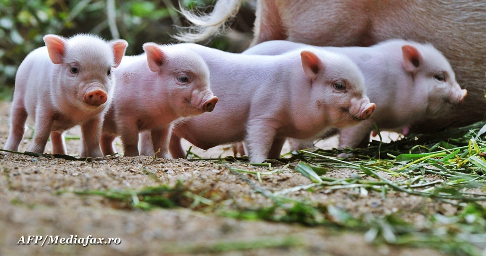 Rezidentii si medicii primari din Romania pot face experiente pe porci. Invata tehnici laparoscopice