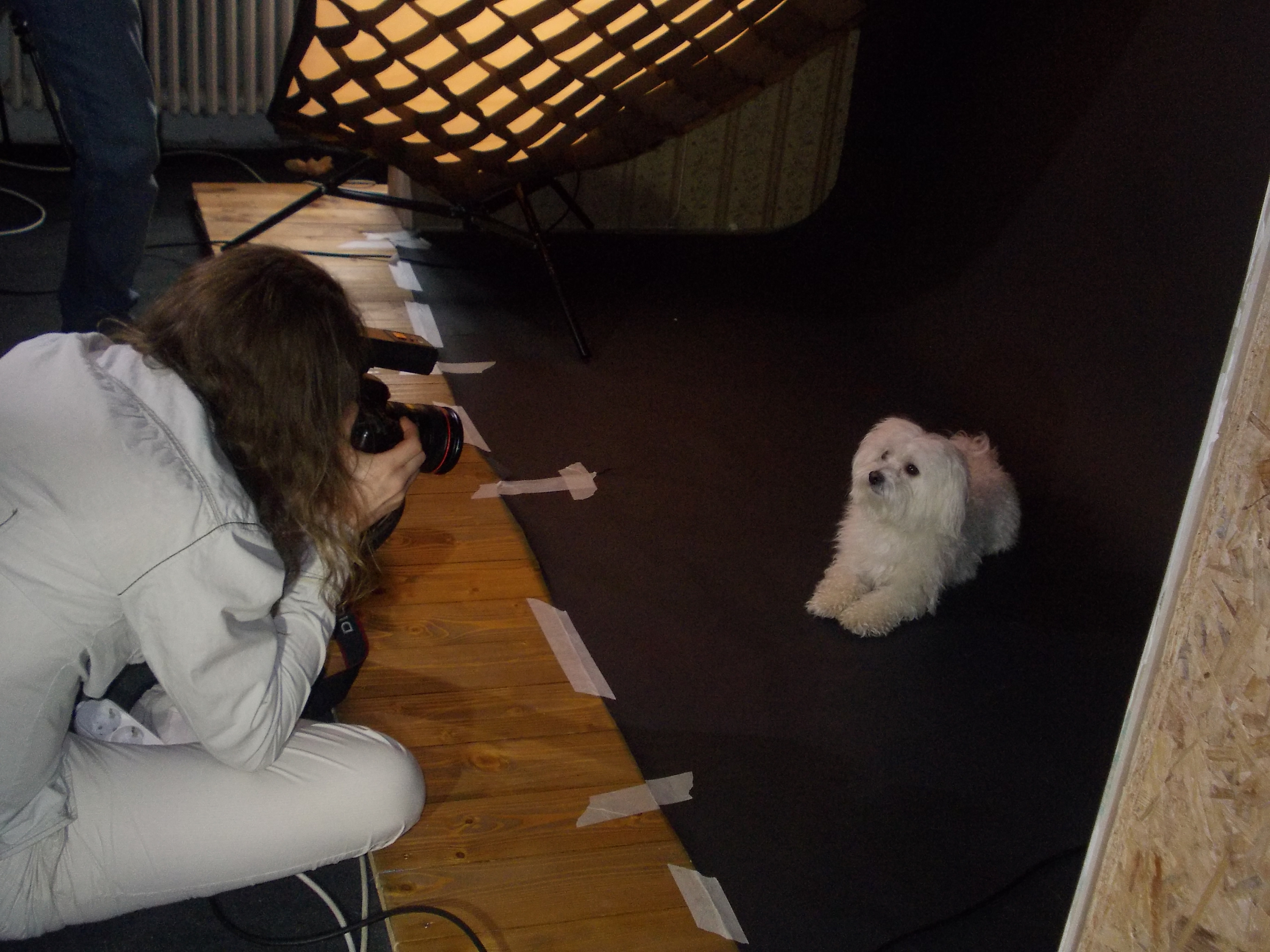 Fotomodele pentru cateva clipe. Asa s-au simtit cativa catelusi din Timisoara, la o sedinta foto