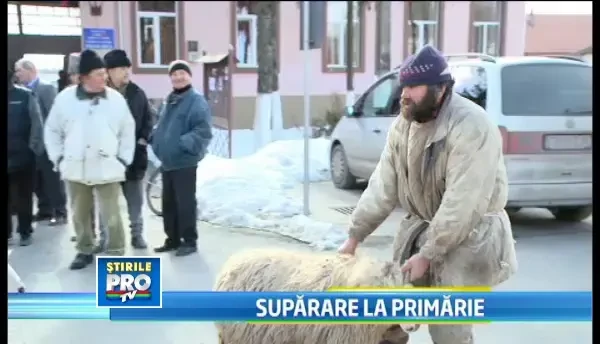 Protest la Uivar. Oamenii au venit sa-si sustina parerile impreuna cu oile si vacile din gospodarie