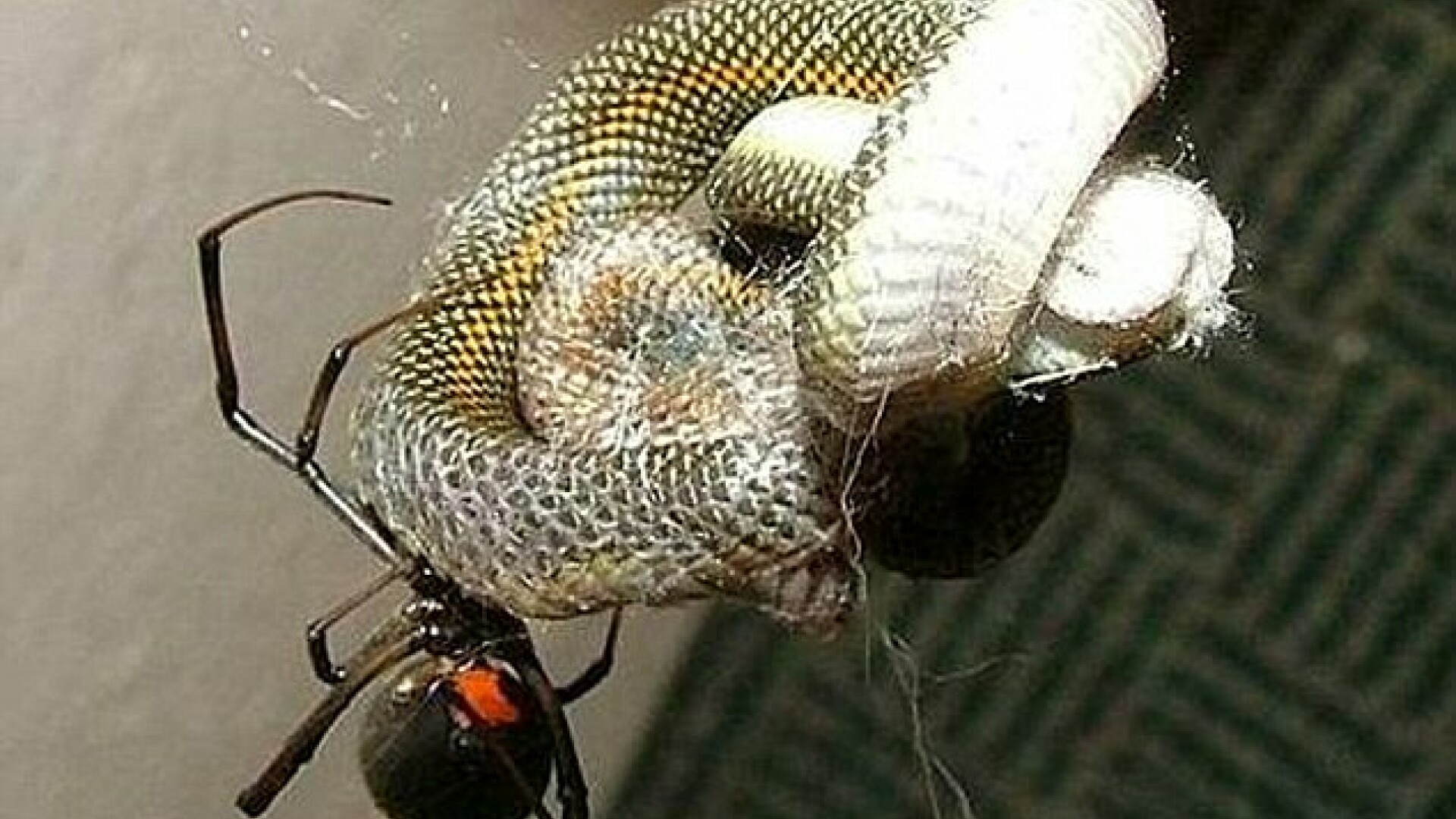 Cel mai mare COSMAR devine realitate. Paianjenul care mananca SERPI la micul dejun