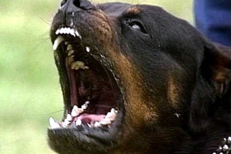 O fetita de cinci ani a fost atacata pe strada de un caine agresiv, lasat liber de stapan