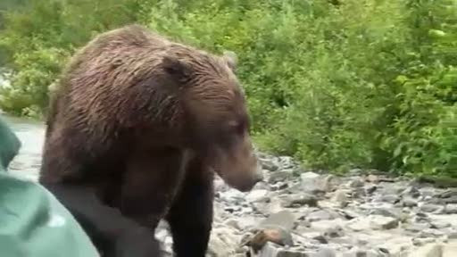 VIDEO. Au primit ce voiau si chiar de 10 ori mai mult: fata in fata cu un urs grizzly