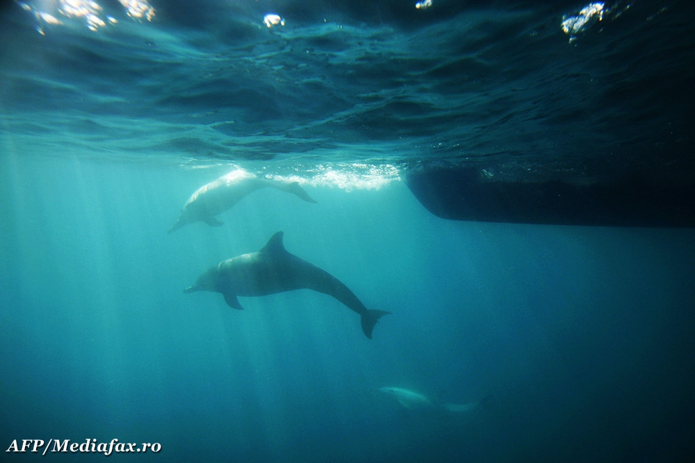Ar putea insemna un DEZASTRU pentru omenire. Oceanele, din ce in ce mai acide; viata este in pericol