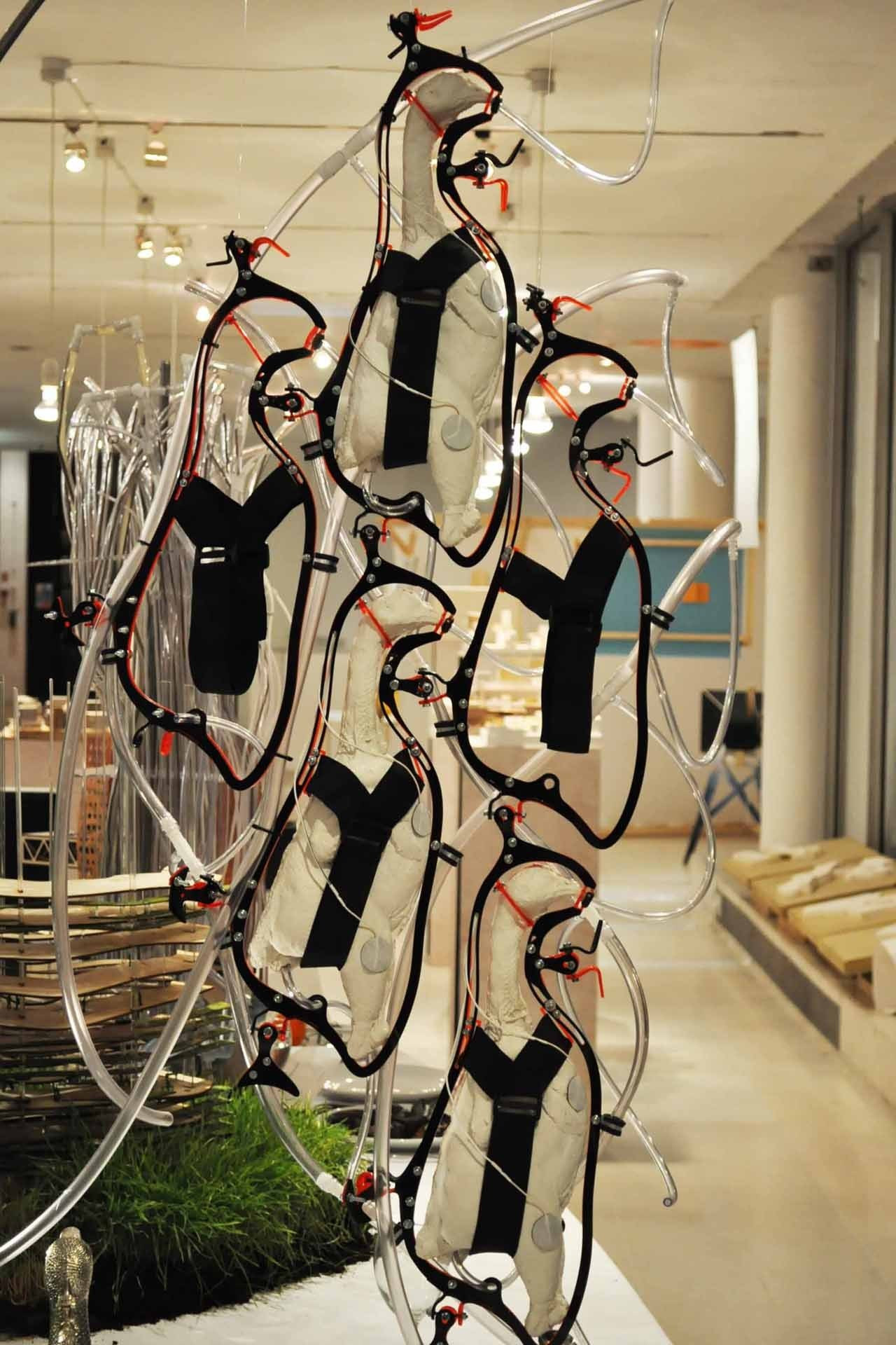 Fermele de pui fara CREIER.Locul unde pasarile sunt transformate in zombi inainte sa ajunga friptura