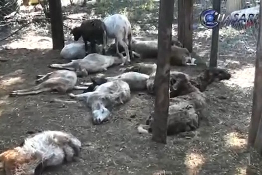 VIDEO. Baie de sange intr-un oras din Mexic, provocata de o creatura misterioasa. "E Chupacabra!"