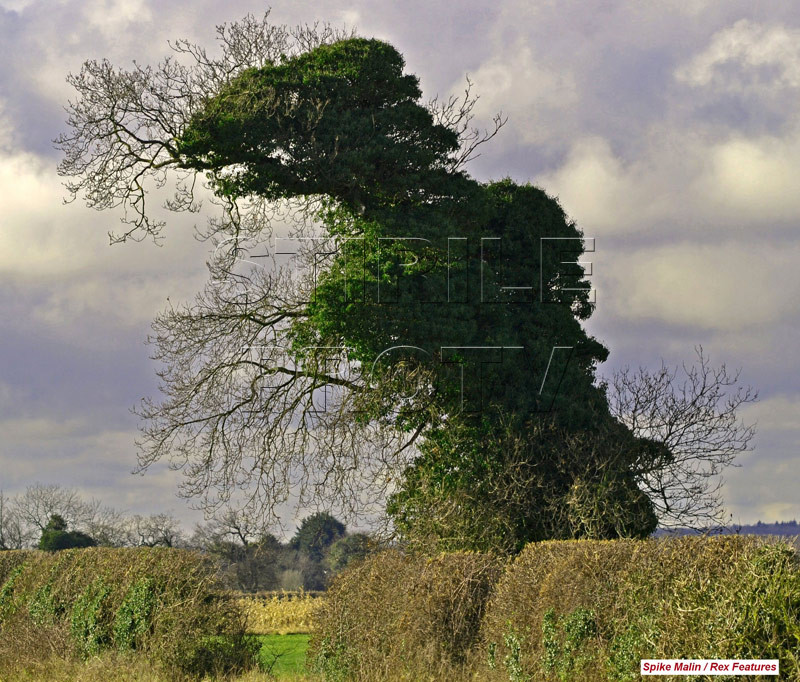 FOTO. Poza despre care vorbeste tot Internetul. Uita-te cu atentie. Cu ce seamana acest copac?