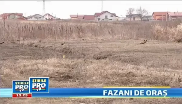 Fazanii semi-domesticiti au ajuns sa misune pe strazi si prin curtile oamenilor