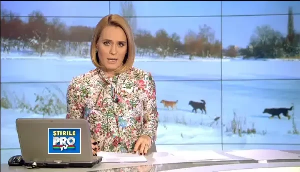 Adrian Iovan risca sa ajunga la inchisoare, daca se dovedeste ca a impuscat mortal un caine