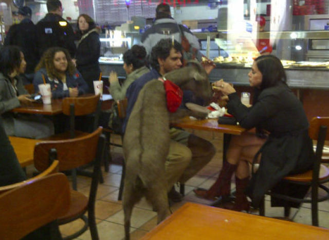 Fotografia zilei pe internet, care a smuls exclamatia: “Nu este igienic, dar e amuzant”