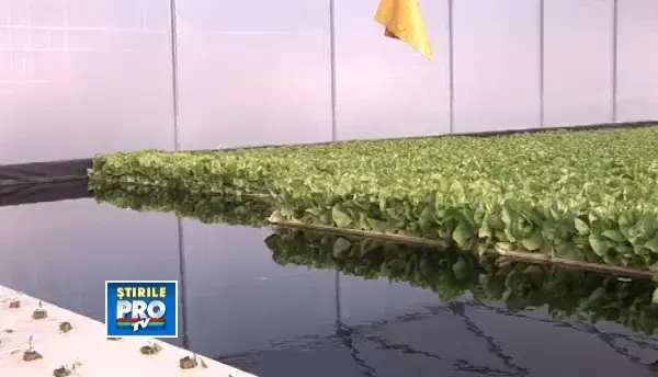 Bani din apa. Legume crescute in apa, de trei ori mai ieftine decat in piata