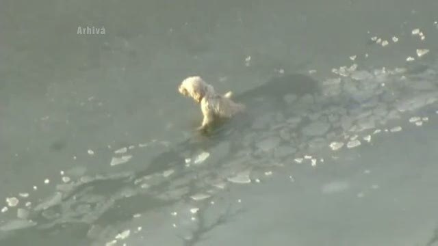 Si-a riscat viata ca sa salveze de la inec un caine maidanez. Gestul emotionant al unui tanar