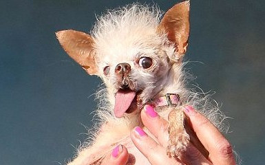 Cel mai urat caine din lume a murit. Stapanul:"Cand l-am vazut prima oara am crezut ca e un sobolan"