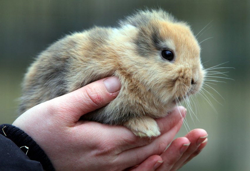 Cel mai dragalas iepure din lume a fost omorat de cel care trebuia sa-l faca vedeta