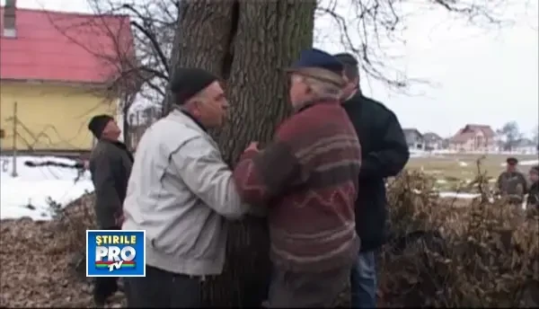 Copacii seculari au provocat un scandal monstru in Maramures