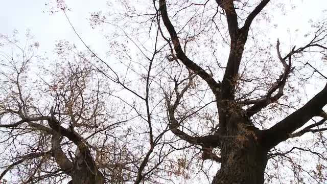 Turism in jurul unui salcam. Cum a ajuns o comuna din Iasi fara canalizare,obiectiv pe bani europeni