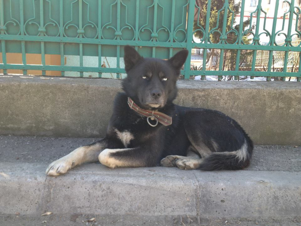 Acest caine si-a pierdut "parintii". Poti sa il ajuti sa ajunga din nou la stapanii lui?