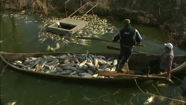 Dezastru ecologic pe lacurile din nordul Capitalei. Motivele pentru care mii de pesti au murit