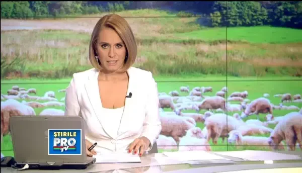 Rasa de miei roz de la Botosani, invidia nemtilor. Cum poate salva noua generatie o turma uriasa