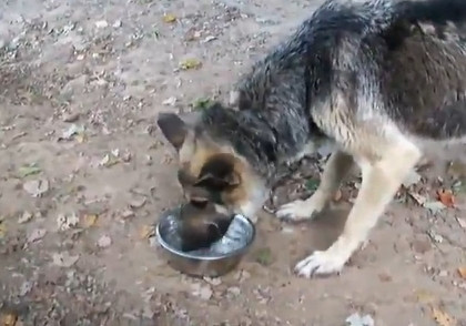 VIDEO. Imaginile care te vor impresiona pana la lacrimi. Cum implora un caine sa primeasca apa