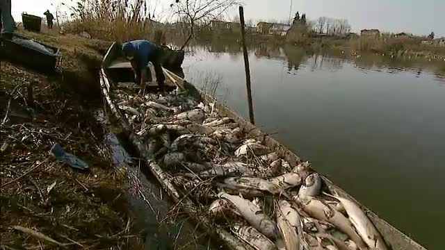 Cine este cu adevarat de vina pentru "LACUL DEZASTRULUI". In Stefanesti sunt mii de pesti morti