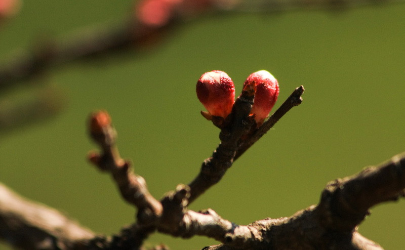 Temperaturi de primavara, la Timisoara. Cum va fi vremea in urmatoarele zile