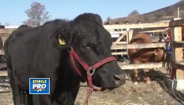 Vacile straine, dorite de ciobanii romani