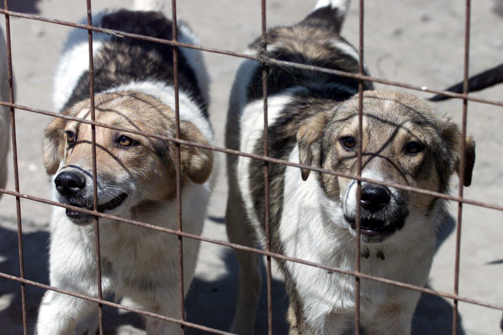 Record dramatic. Aproape 5000 de bucuresteni au fost muscati de caini in primele 6 luni